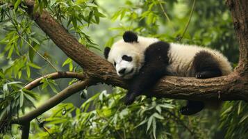 ai generado un bebé panda siesta en un árbol rama foto
