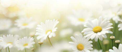 AI generated a daisy background with blur and bright white flowers photo