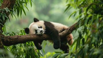 ai generado un bebé panda siesta en un árbol rama foto