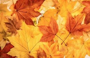 AI generated Autumn background of yellow and red maple leaves on the ground photo