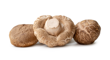 Fresh and dry shiitake mushrooms in stack or pile isolated with clipping path and shadow in png file format