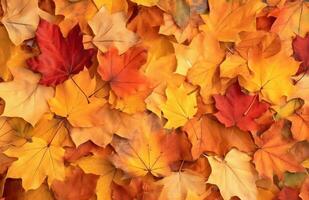 AI generated Autumn background of yellow and red maple leaves on the ground photo