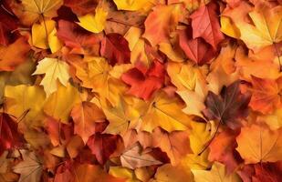 ai generado otoño antecedentes de amarillo y rojo arce hojas en el suelo foto