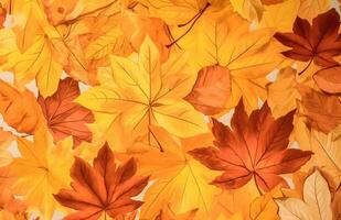 ai generado otoño antecedentes de amarillo y rojo arce hojas en el suelo foto