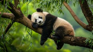 ai generado un bebé panda siesta en un árbol rama foto