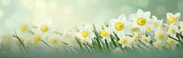 AI generated daffodil flowers spring background photo
