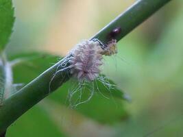 Closeup of the white waxy fuzzy mealybug pseudococcidae photo