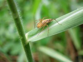 Oxyopes salticus spider on a leaf with water droplets in the morning photo