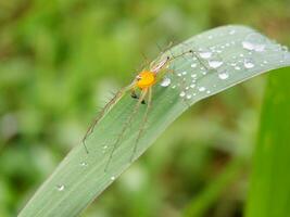 Oxyopes salticus spider on a leaf with water droplets in the morning photo