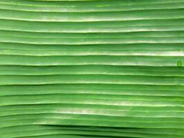 Close up of green banana leaf texture background. Natural green background. photo