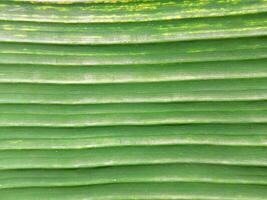 Close up of green banana leaf texture background. Natural green background. photo