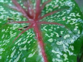 Close up of Caladium bicolor leaf texture background. photo