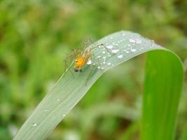 Oxyopes salticus spider on a leaf with water droplets in the morning photo