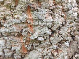 Bark of tree in the forest, close-up of photo