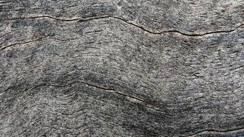 Close up of a tree trunk with a wavy pattern, Textured background photo