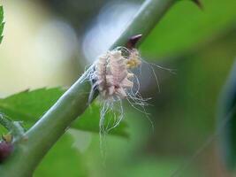 Closeup of the white waxy fuzzy mealybug pseudococcidae photo