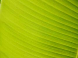 Close up of green banana leaf texture background. Natural green background. photo