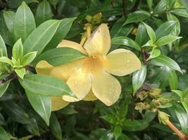 allamanda catartica, dorado trompeta enredadera, amarillo allamanda floreciente en el hogar jardín en el Mañana en el lluvioso temporada foto