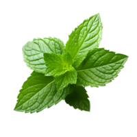 AI generated Sprig of Fresh Mint on transparent background PNG image