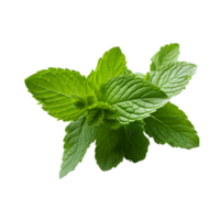 AI generated Sprig of Fresh Mint on transparent background PNG image