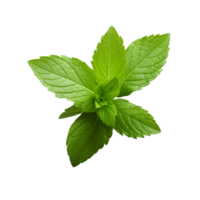 AI generated Sprig of Fresh Mint on transparent background PNG image