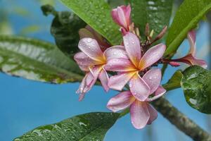 Pink Plumeira Flower photo