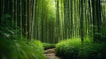 AI generated a path through a bamboo forest with tall green trees video