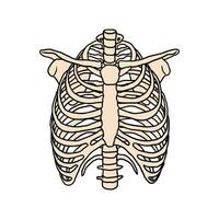 hand drawn chest rib bone vector illustration