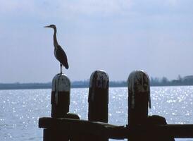 a bird standing on a pole photo
