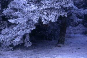 a snowy forest with trees and a snow covered path photo