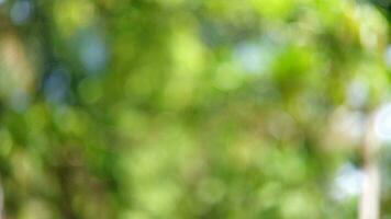 verde bokeh antecedentes desde naturaleza debajo árbol sombra, desenfocado fondo, bokeh antecedentes foto