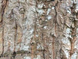 Bark of tree in the forest, close-up of photo