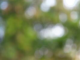 green bokeh background from nature under tree shade, defocused background, bokeh background photo