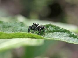 Salticidae or jumping spider on green leaf in nature on rainforest, Close up macro photo