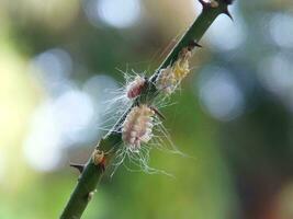 Closeup of the white waxy fuzzy mealybug pseudococcidae photo