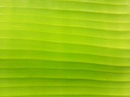 Close up of green banana leaf texture background. Natural green background. photo