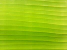 Close up of green banana leaf texture background. Natural green background. photo