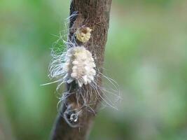 Closeup of the white waxy fuzzy mealybug pseudococcidae photo