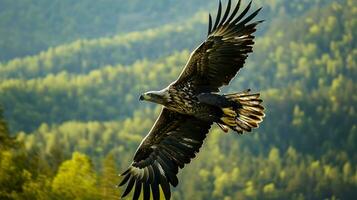 AI generated A sea eagle in flight. photo