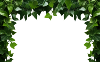 AI generated green vines frame on transparent background png