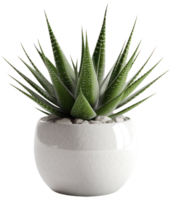 ai generiert Aloe vera Pflanze im ein Topf auf transparent Hintergrund png