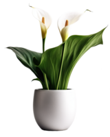 AI generated calla lily plant in white pot on transparent background png