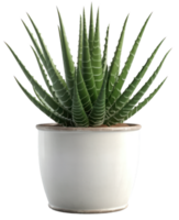 ai generiert Aloe vera Pflanze im ein Topf auf transparent Hintergrund png