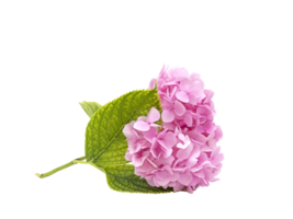 Pink flower with leaves PNG