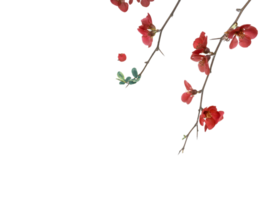 Red flowers branch png