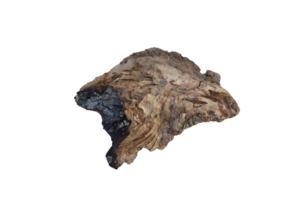 Half burnt tree stump PNG