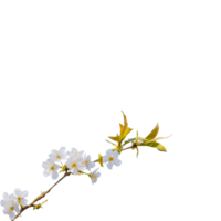 vit blomma gren png