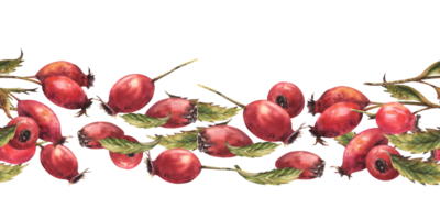 Afdeling van wild rozenbottels met rood doornstruik fruit, hond roos groen bladeren. naadloos grens, patroon hand- getrokken waterverf illustratie voor label, behang, omhulsel papier, kleding stof achtergrond png