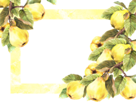 hand- geschilderd waterverf spandoek. takken met geel rijp sappig kweepeer geheel fruit en bladeren met vlekken en spatten inlijsten. sjabloon illustratie voor kaart menu etiket png