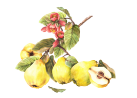 Watercolor painted yellow quince whole and cut fruits with flowers, buds and leaves hanging on a branch, trees Clipart illustration for your sticker, food or drink label. png